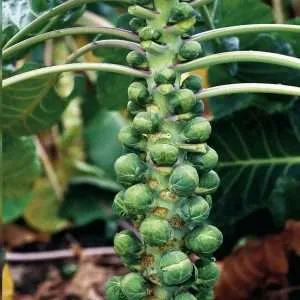 Groninger Brussel Sprouts seeds online