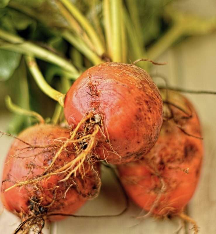 Golden Beetroot seed | Buy Beetroot seeds online