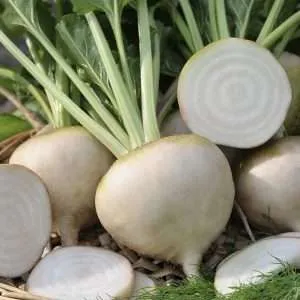 Beetroot White Albino seeds online