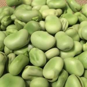 Broad Bean Aquadulce seeds online