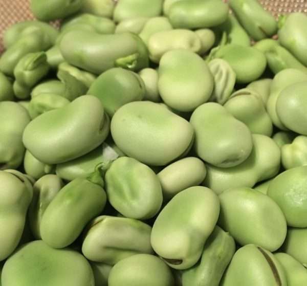 Broad Bean Aquadulce seeds online