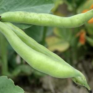Broad Bean Aquadulce seeds online