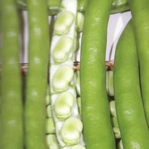 Broad Bean Aquadulce seeds online