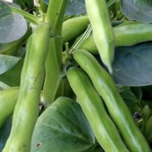 Broad Bean Coles Dwarf seeds online