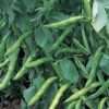Broad Bean Coles Dwarf seeds online
