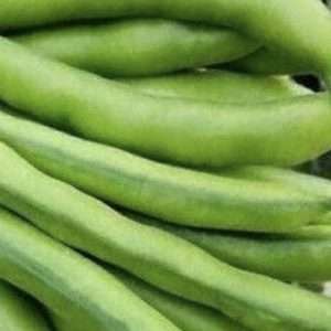 Broad Bean Coles Dwarf seeds online