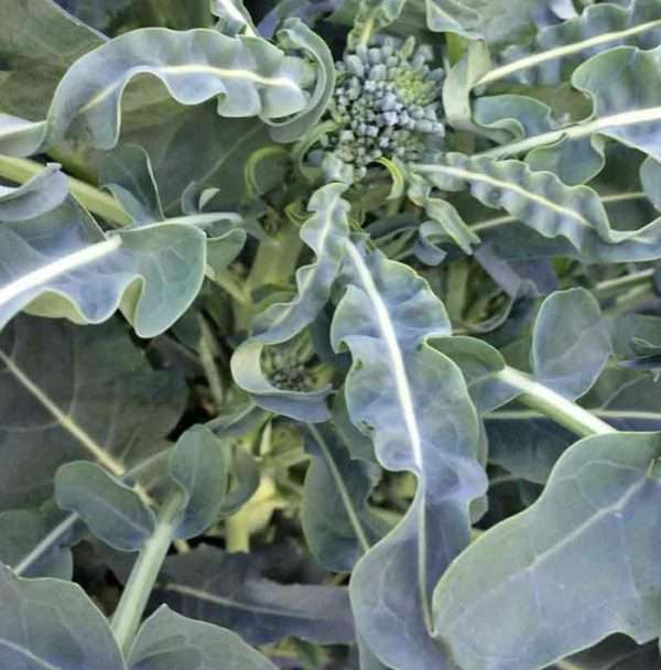 Broccoli Spigariello seeds online