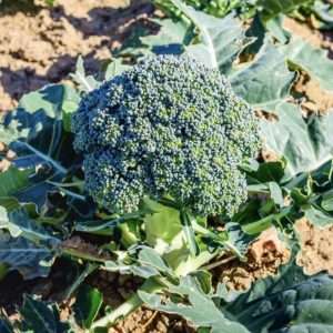Broccoli Calabrese seeds online