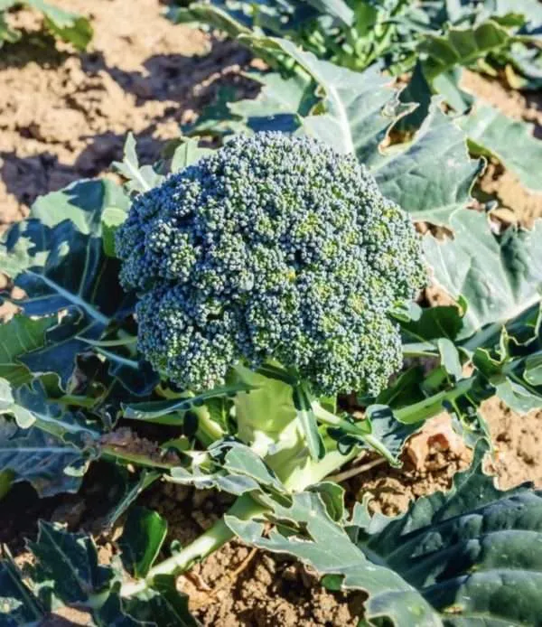 Broccoli Calabrese seeds online