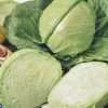 Golden acre cabbage seeds online