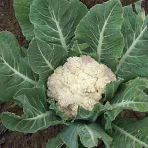 Cauliflower Snow Ball Early seeds online