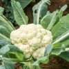 Cauliflower All Year Round seeds online