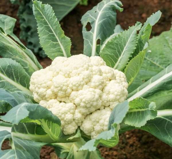 Cauliflower All Year Round seeds online
