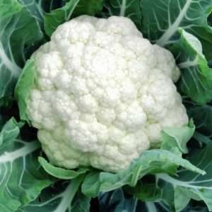 Cauliflower All Year Round seeds online