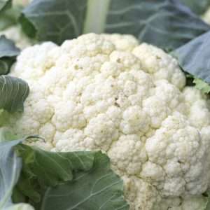 Cauliflower All Year Round seeds online
