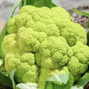 Macerata Green Cauliflower