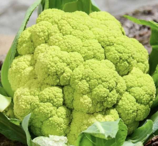 Macerata Green Cauliflower