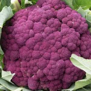 Purple Sicily Cauliflower seeds online