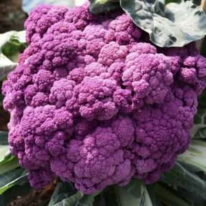 Purple Sicily Cauliflower seeds online
