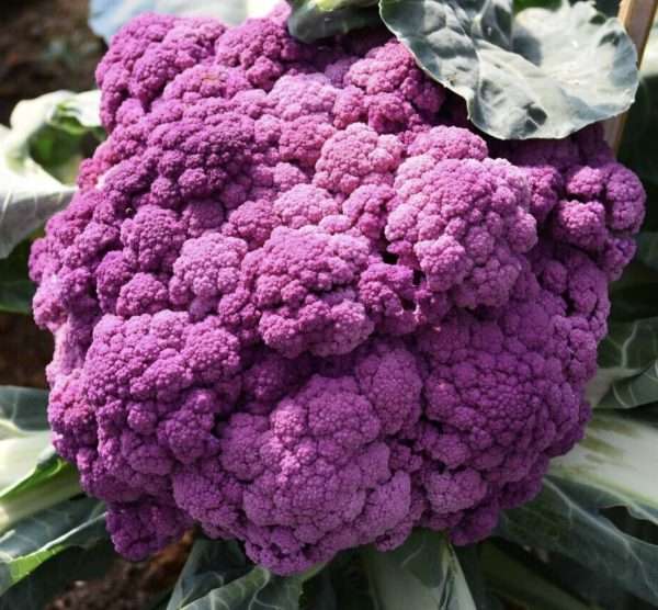 Purple Sicily Cauliflower seeds online