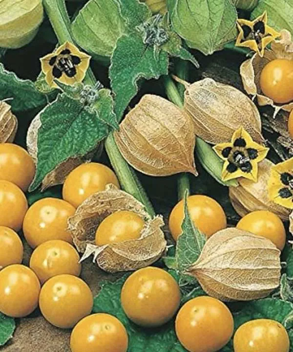 Dwarf Cape Gooseberry seeds online
