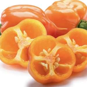 Orange Habanero seeds online
