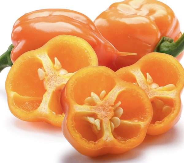 Orange Habanero seeds online