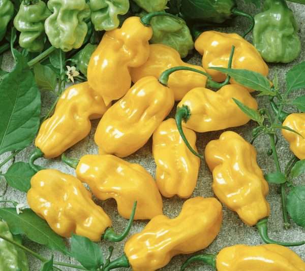Yellow Habanero Chilli seeds online