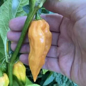 peach ghost chilli seeds online