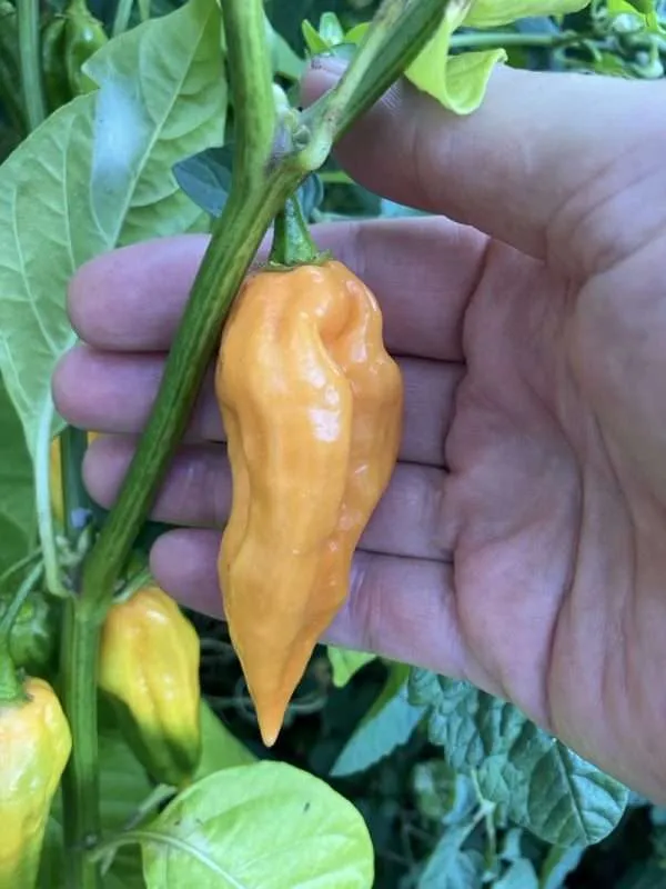 peach ghost chilli seeds online
