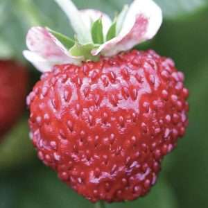 Mignonette Alpine strawberry seeds online