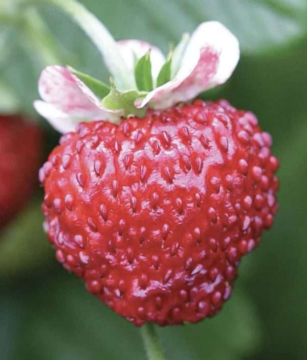 Mignonette Alpine strawberry seeds online