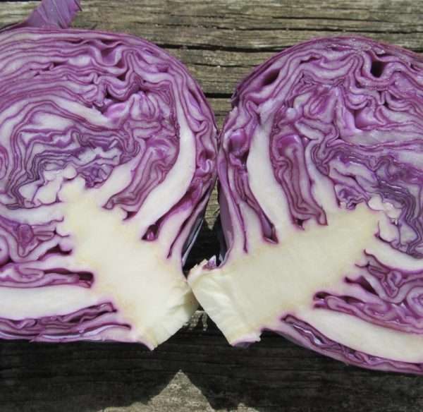 Red Express cabbage seeds online