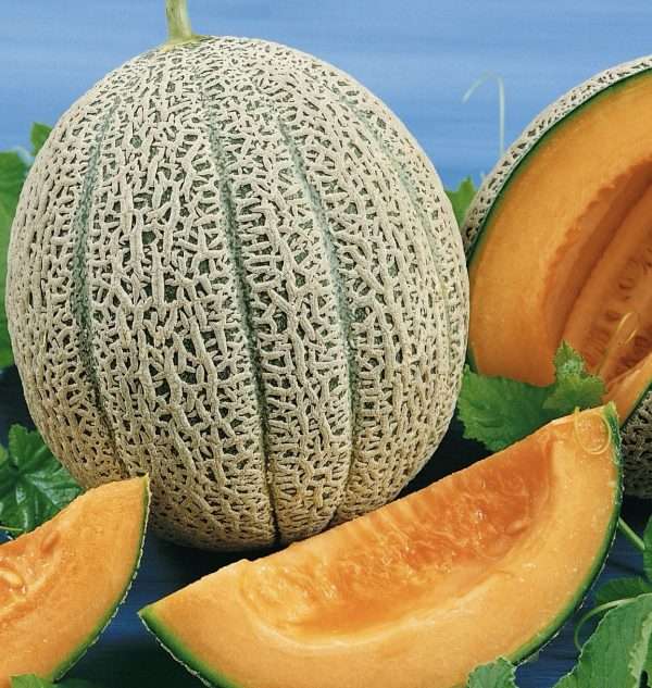 Hales Best Rockmelon Seeds Online