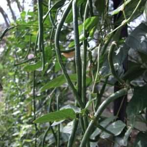 Red Dragon snake bean seeds online