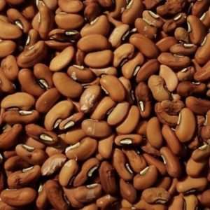 Red Dragon snake bean seeds online