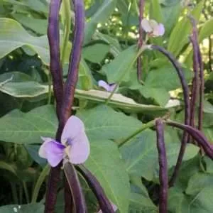 Snake Bean dwarf burgundy seeds online