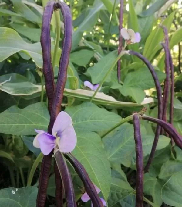 Snake Bean dwarf burgundy seeds online