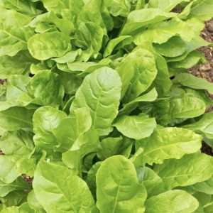 Spinach Perpetual Gator seeds online