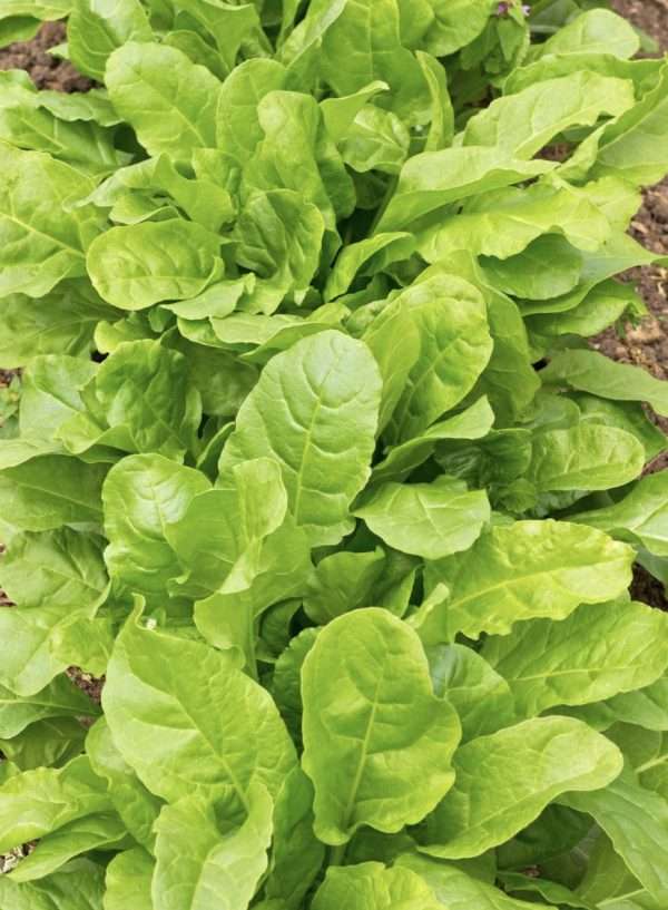 Spinach Perpetual Gator seeds online