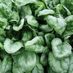 Spinach VNS seeds online