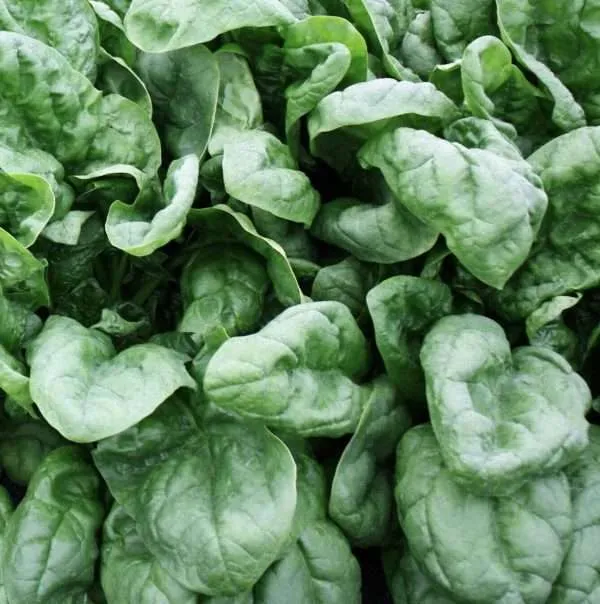 Spinach VNS seeds online