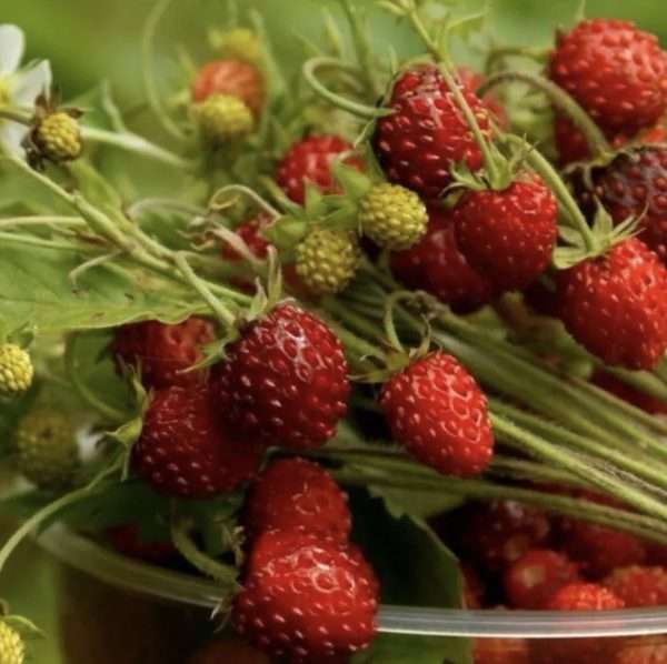 Ali Baba Alpine Strawberry seeds online