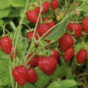 Baron Solmacher strawberry seeds online
