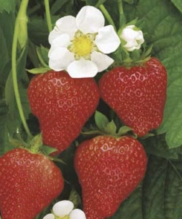 Temptation strawberry seeds online