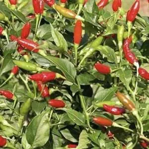 Thai birds eye chilli seeds online