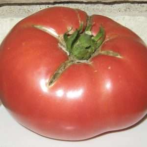 Tomato Giant Syrian seeds online