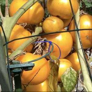 Tasmanian Yellow beef seeds online