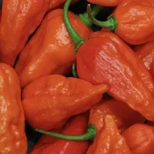 orange ghost chilli seeds online