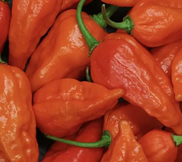 orange ghost chilli seeds online